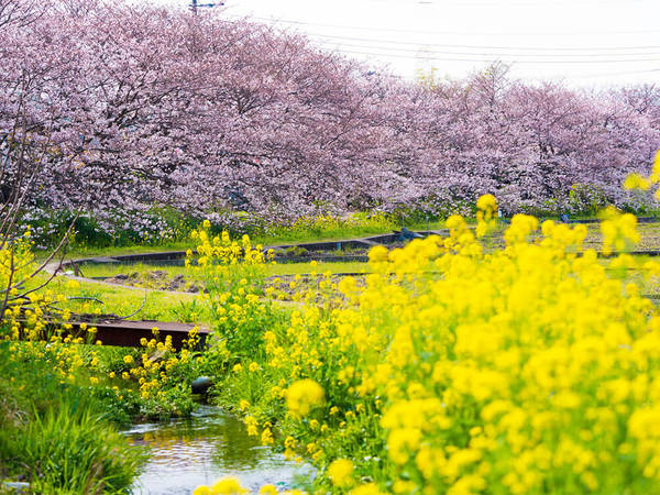 春の小川でのんびりお花見の画像