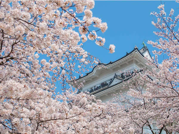 純白に満開の桜をまとった小田原城は圧巻の画像