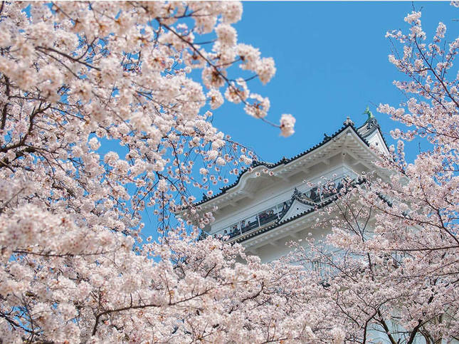 純白に満開の桜をまとった小田原城は圧巻