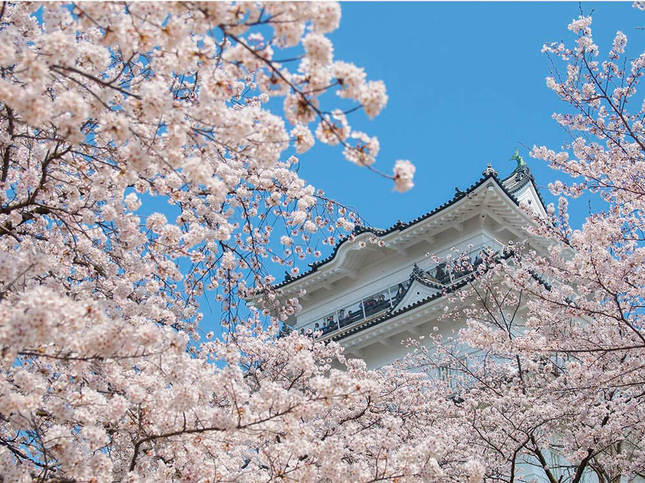 小田原城と満開の桜