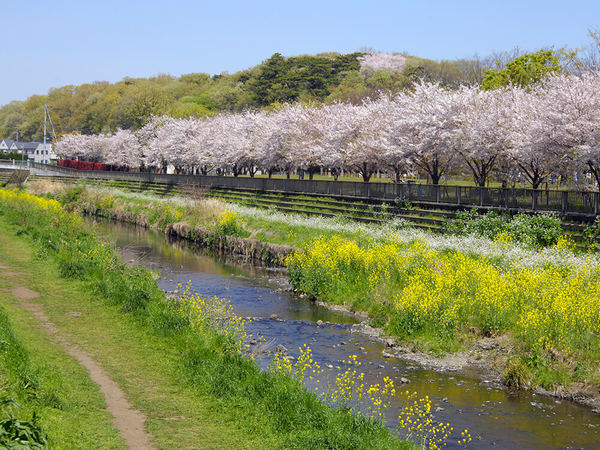 桜並木がずらりと並んだ、川沿いの遊歩道の画像
