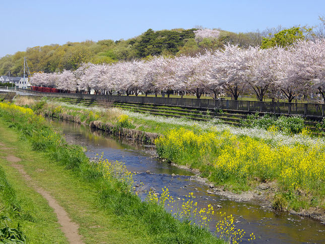 桜と緑が生い茂る野川緑道