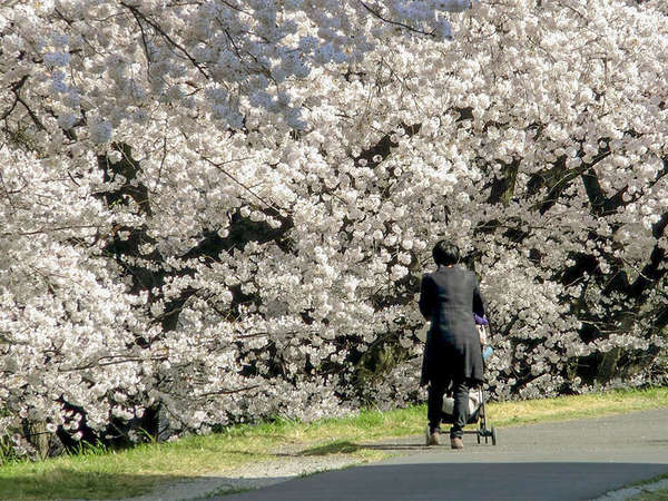 お子さん目線で一緒にサクラカーテンを眺めようの画像