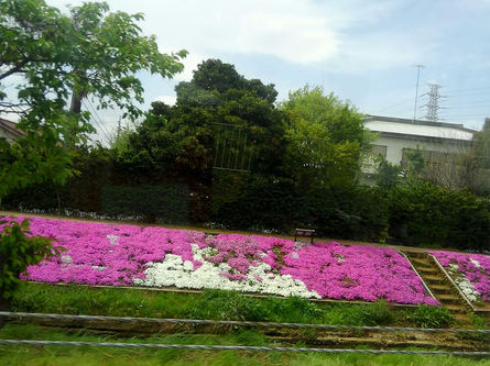 渋田川の芝桜