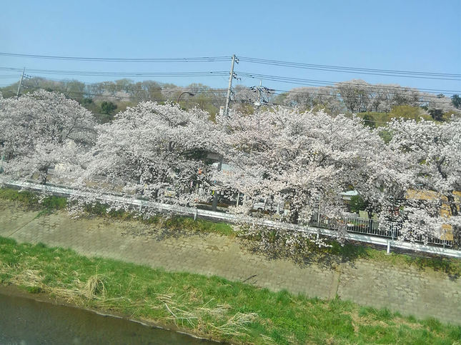 玉川の桜