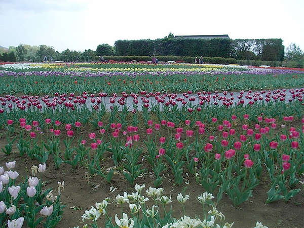 チューリップ・八重桜・菜の花 満開の画像