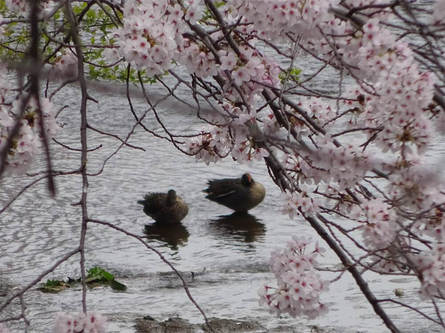 桜の季節、今年も出逢えた鴨の仲良しカップル