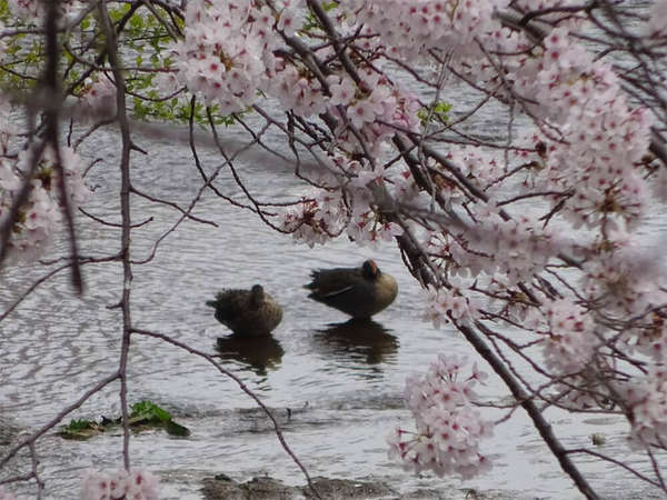 桜の季節、今年も出逢えた鴨の仲良しカップルの画像