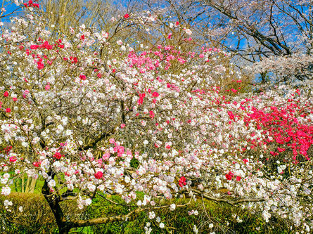 1本の木に三色の花が咲く源平桃