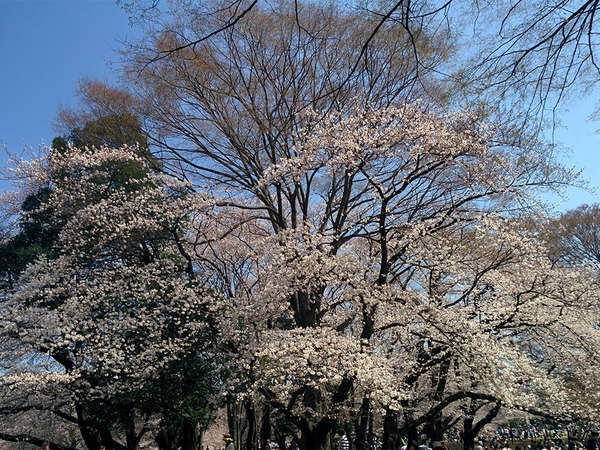 桜が散った後の楽しみの画像