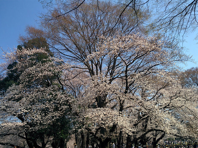 砧公園の満開の桜