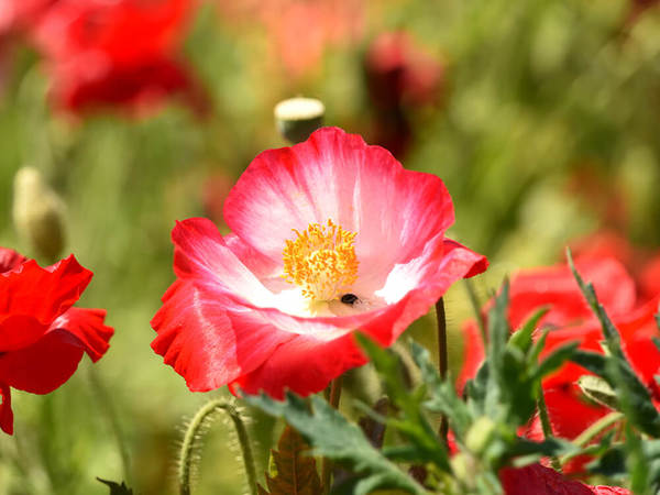 真っ赤な絨毯が広がる飯山花の里のポピー畑の画像