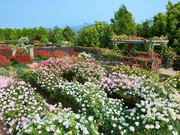 バラ園「薔薇の轍（わだち）」で、癒やされたい！の画像