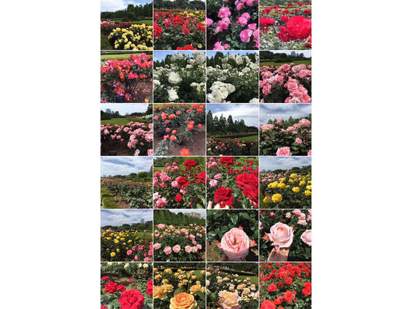 薔薇の香りに包まれて...の画像