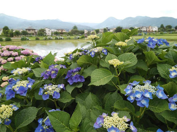 開成町あじさいまつりの画像