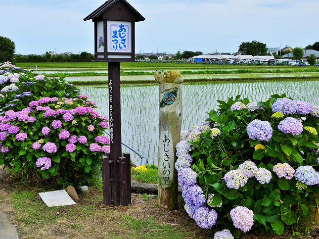 開成町のあじさいと田園風景