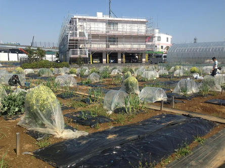 手ぶらでもOK！ 野菜作りを畑で体験しよう