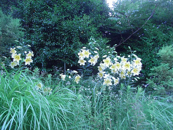 県の花「ヤマユリ」が咲き始めるの画像