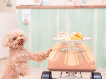 かわいいグッズを選んで、愛犬と毎日楽しい生活を！