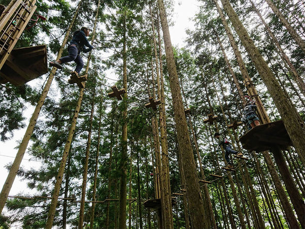 ターザン気分になって、森の中を飛び回ろう！の画像