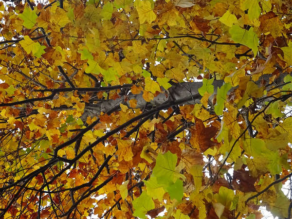 目に飛び込む鮮やかな紅葉の景色の画像