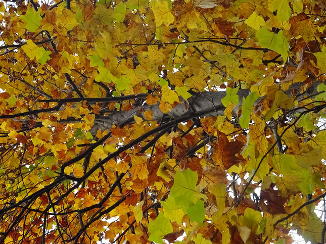 目に飛び込む鮮やかな紅葉の景色