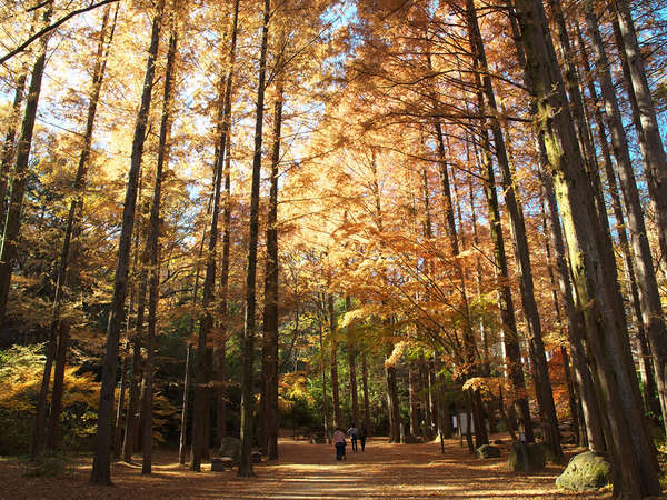 自然林の輝く紅葉の画像