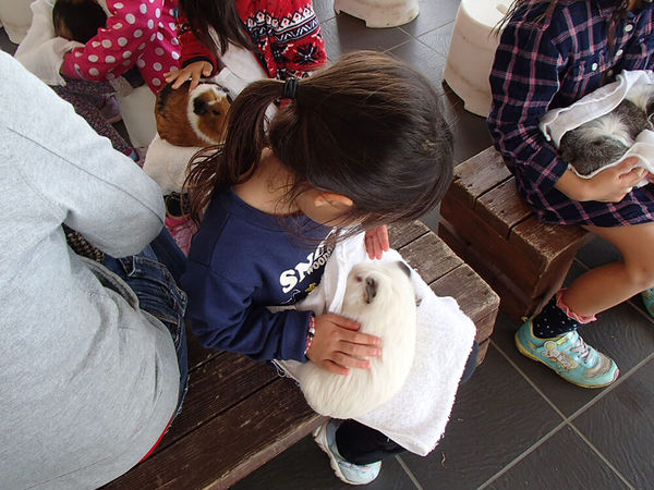 かわいい動物たちと触れあおう！の画像