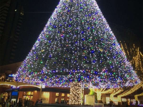 街を彩るクリスマスツリーのイルミネーションの画像