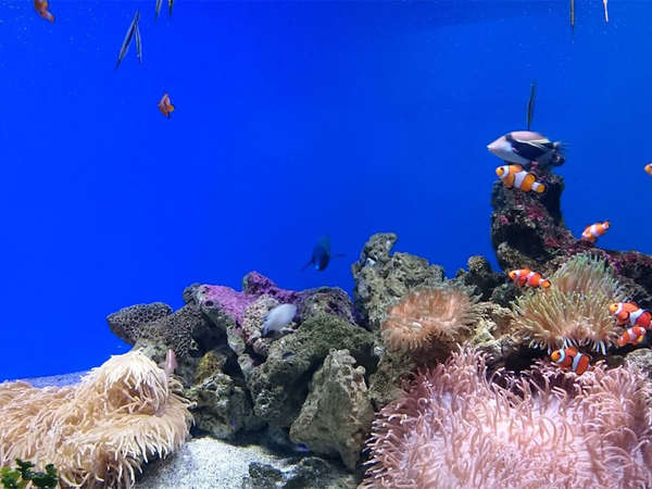 えのすいでお誕生日の画像