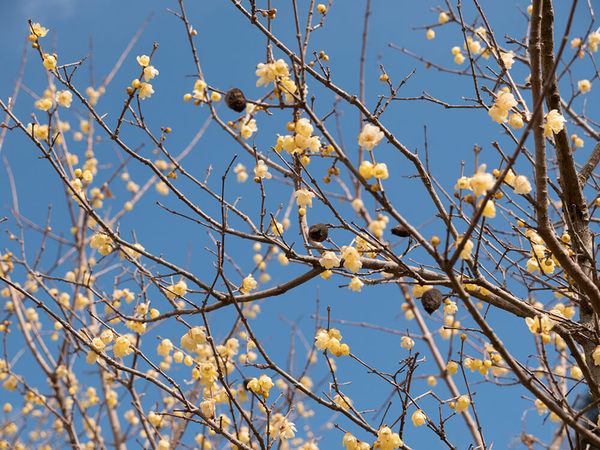 甘い香りが漂うロウバイの花がかわいい！の画像