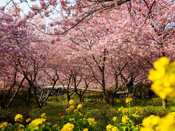 一足早く春の訪れを！～まつだ桜まつり～