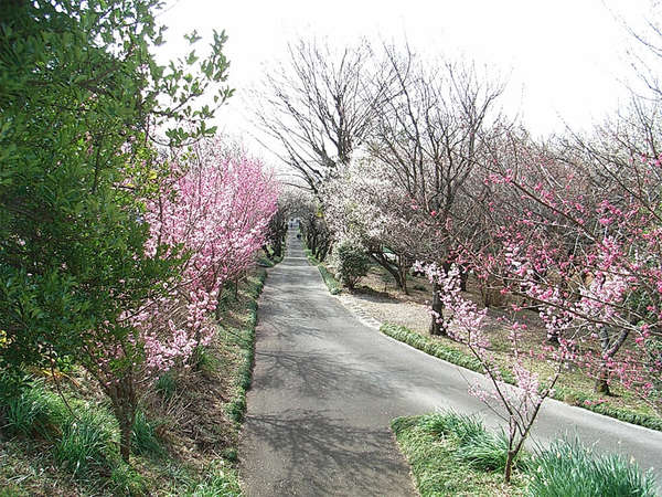 お寺の「梅トンネル」が満開の画像