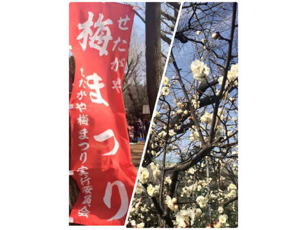 梅は咲いたか？！桜はまだかいな？！の画像