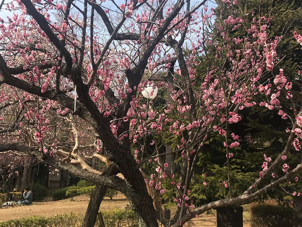 梅まつり♪の画像