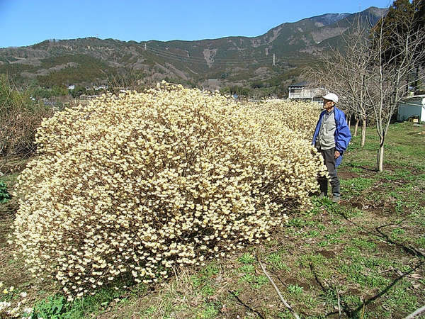 里山のミツマタが満開の画像