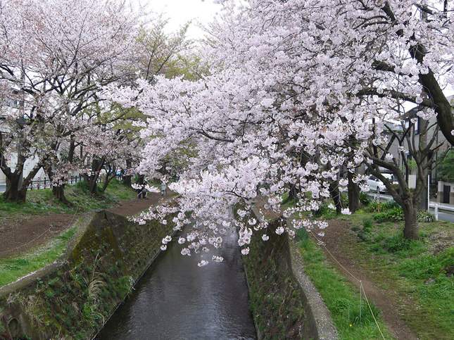 川べりの「千本桜」をゆっくり散策