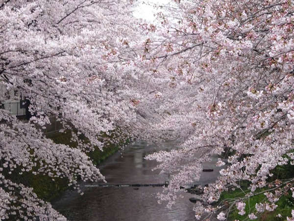 年に一度の美しい桜の舞い（桜まつりのご案内）の画像