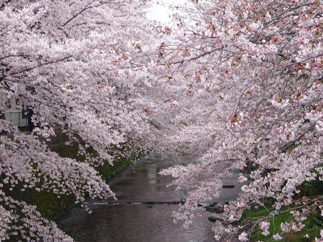 年に一度の美しい桜の舞い（桜まつりのご案内）