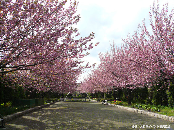 「さくらの散歩道」でのんびり春を満喫の画像