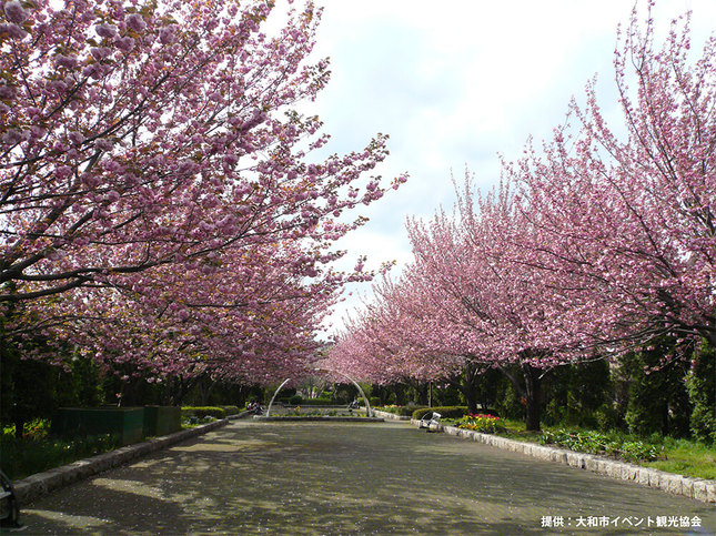 緑道と桜