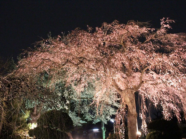 境内で幻想的な夜桜を楽しむの画像