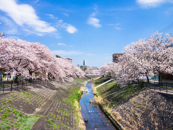 乞田川の両岸で春色を楽しもう！の画像