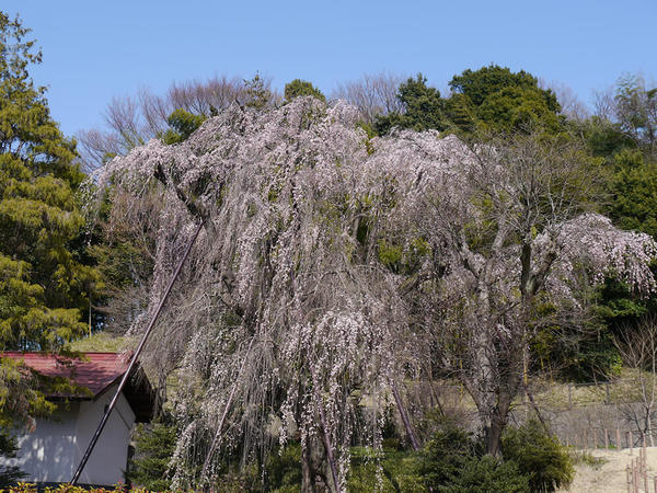 滝のように流れる巨大なしだれ桜