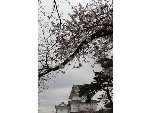 桜の画像