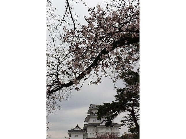 桜