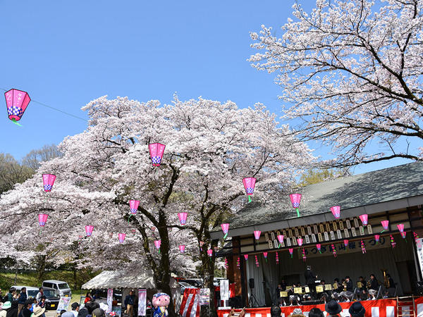 桜トンネルが圧巻！あつぎ飯山桜まつりの画像