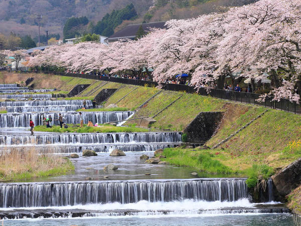 箱根で楽しめる非日常なお花見の画像