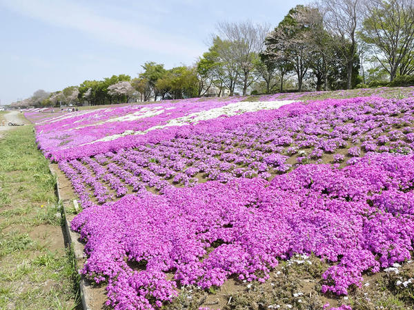 「日本一の長さ」を誇る芝ざくらラインの画像