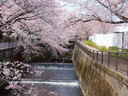 川沿いに咲き誇る「東宝スタジオの桜」